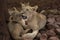 Lions cub playing