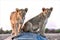 lions cubs in etosha, Namibia