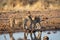 Lions cubs in etosha national park