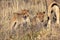 Lions cubs at etosha national park