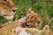 Lions cubs playing under the protection of their mother in the Masai Mara