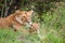 Lions cubs playing under the protection of their mother in the Masai Mara