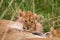 Lions cubs playing under the protection of their mother in the Masai Mara