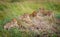 Lions cubs resting in the grass, Masai Mara,Kenya, Africa