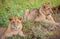 Lions cubs resting in the grass, Masai Mara,Kenya, Africa