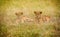 Lions cubs resting in the grass, Masai Mara,Kenya, Africa