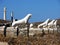 Lions of Delos Statue-Greece