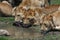 Lions Drinking