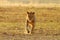 Lions drinking water. Portrait of pair of African lions, Panthera leo, detail of big animals, Kruger National Park South Africa.