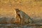 Lions drinking water. Portrait of pair of African lions, Panthera leo, detail of big animals, Kruger National Park South Africa.