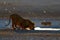 Lions drinking water. Portrait of pair of African lions, Panthera leo, detail of big animals, Kruger National Park South Africa.