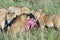 Lions eating the Prey, mother lion and cubs eat a zebra in the Serengeti, Tanzania, Africa