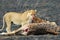 Lions eating a prey, Serengeti National Park, Tanzania