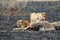 Lions eating a prey, Serengeti National Park, Tanzania