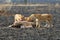 Lions eating a prey, Serengeti National Park, Tanzania