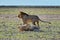 Lions in Etosha, Namibia