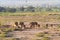 Lions family. Savannah with animals. Amboseli.