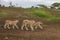 Lions family /Wild Africa.