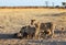 Lions feasting on a recent kill on the open African Plains