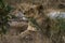 Lions feeding on a fresh kill giraffe, Kruger Park, South Africa