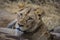 Lions feeding on a fresh kill giraffe, Kruger Park, South Africa