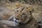 Lions feeding on a fresh kill giraffe, Kruger Park, South Africa