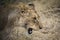 Lions feeding on a fresh kill giraffe, Kruger Park, South Africa