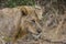 Lions feeding on a fresh kill giraffe, Kruger Park, South Africa