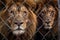 lions fierce eyes behind metal cage bars