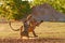 Lions fight in the sand. Lion with open muzzle. Pair of African lions, Panthera leo, detail of big animals, Etosha NP, Namibia in