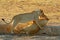 Lions fight in the sand. Lion with open muzzle. Pair of African lions, Panthera leo, detail of big animals, Etosha NP, Namibia in