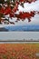 Lions Gate Bridge, Fall Color, Autumn leaves, City Landscape in Stanley Paark, Downtown Vancouver, British Columbia