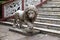 The lions guarding the entrance to the Sree Sree Chanua Probhu Temple in Kolkata