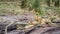 Lions having a nap in Kruger National park, South Africa