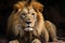 Lions head and face capture the essence of majestic wildlife