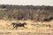 Lions Hunting in Namibia