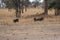 Lions hunting warthogs in the savanna