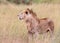 Lions in kenya stalking through the grass