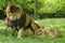 Lions at Knowsley Safari Park, Liverpool