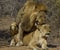 Lions - Kruger national Park Mating Pair