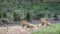 Lions in Kruger National park, South Africa