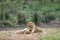 Lions in Kruger National park, South Africa