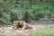 Lions in Kruger National park, South Africa