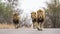 Lions in Kruger National park, South Africa