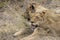 Lions in Kruger National Park South Africa. Safari in Mpumalanga