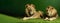 Lions lie in the day of Africa in nature on a green background. AI generated.