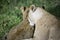 Lions lying in the dense night grass of the African savannah