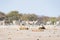 Lions lying down on the ground. Zebra defocused walking undisturbed in the background. Wildlife safari in the Etosha National Pa