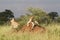 Lions lying on termite mound