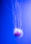 Lions mane jellyfish closeup, under water